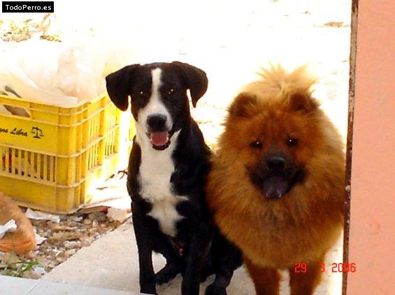 Foto del perro Manchas y mio