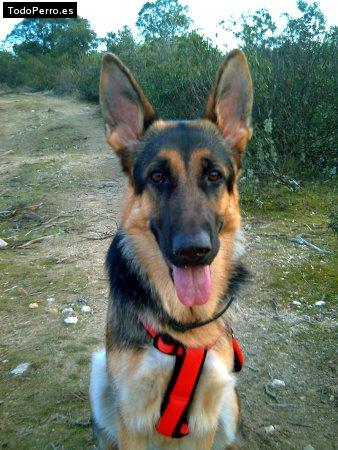 La foto del perro