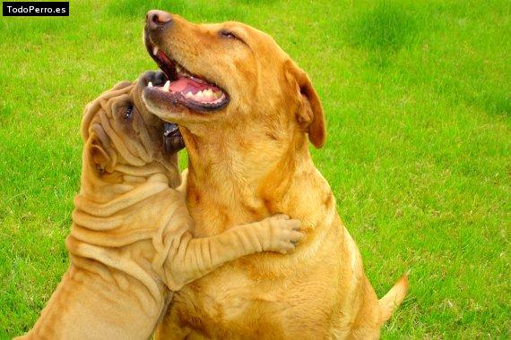 La foto del perro