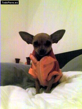 La foto del perro