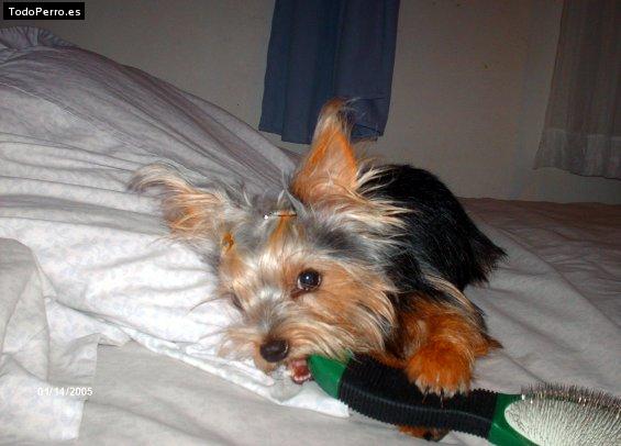 La foto del perro