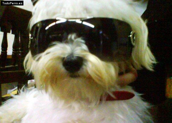 La foto del perro