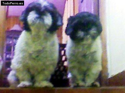 Foto del perro Clavito y pepito