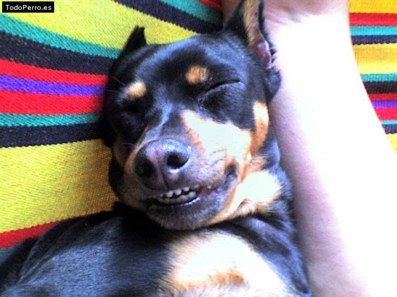 La foto del perro