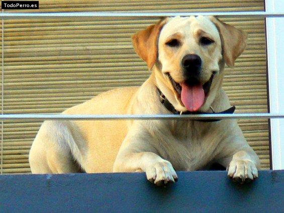 La foto del perro