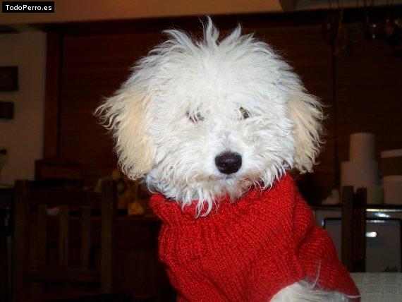 La foto del perro