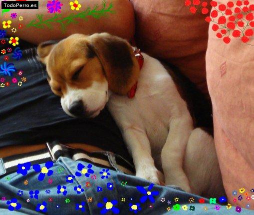 La foto del perro