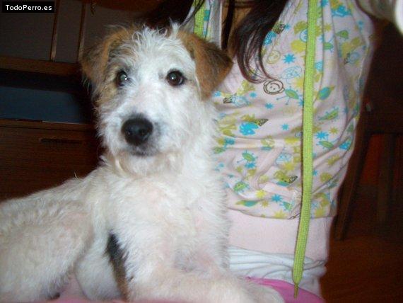 Foto del perro Magy