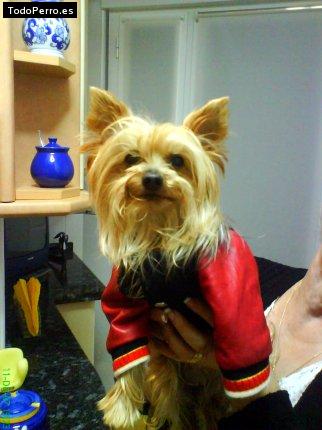 Foto del perro Nicole