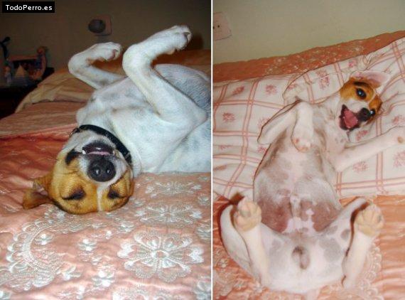 La foto del perro