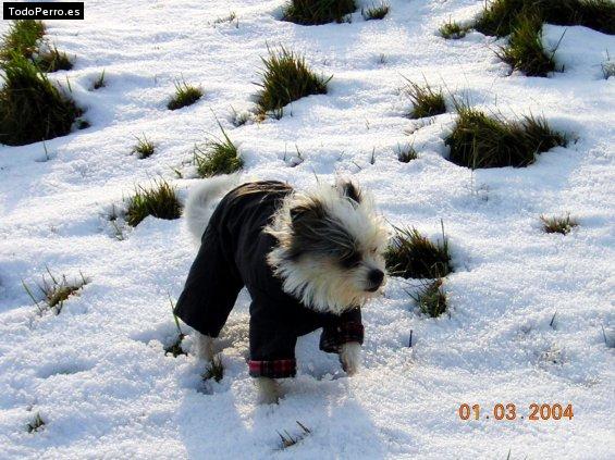 La foto del perro