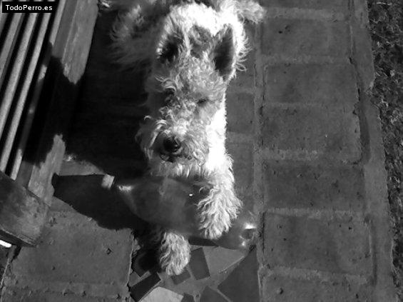 La foto del perro