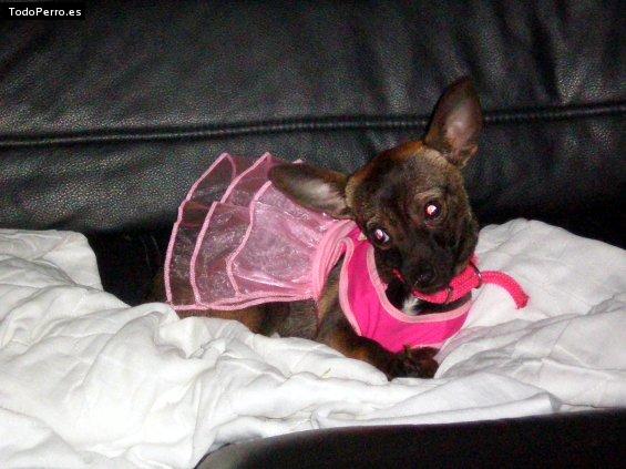 La foto del perro