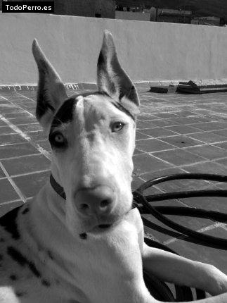 La foto del perro