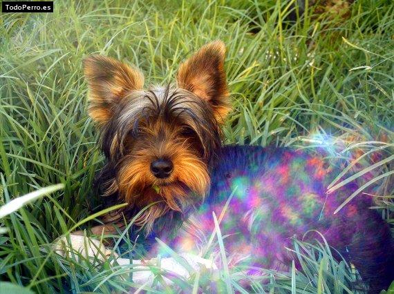 La foto del perro