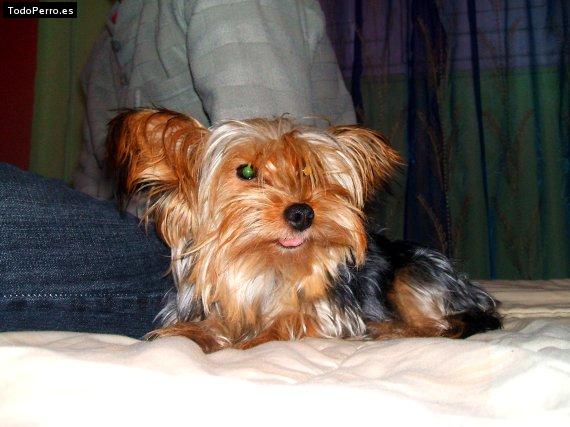 La foto del perro