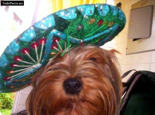 La foto del perro