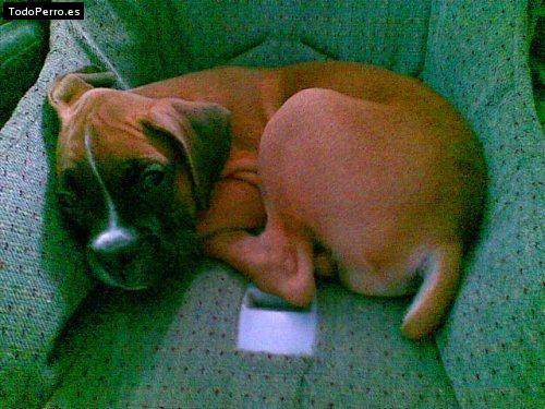 La foto del perro