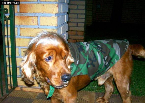 La foto del perro