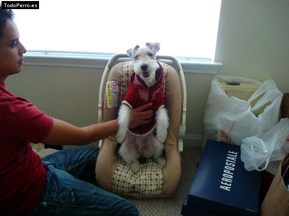La foto del perro