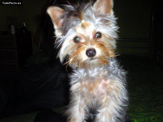 La foto del perro