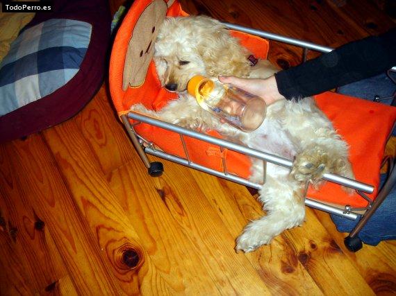 La foto del perro