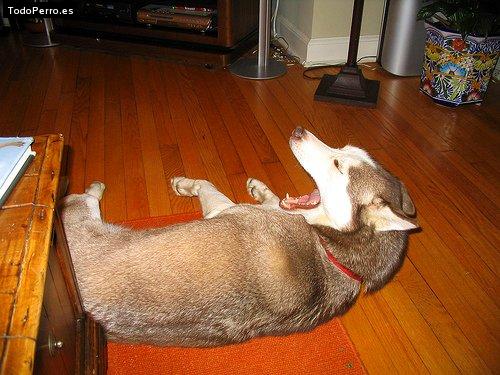La foto del perro