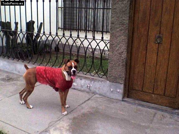 La foto del perro