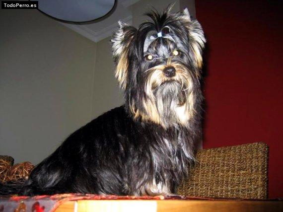 La foto del perro