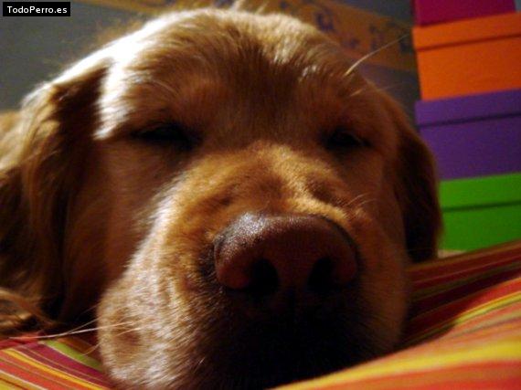 La foto del perro