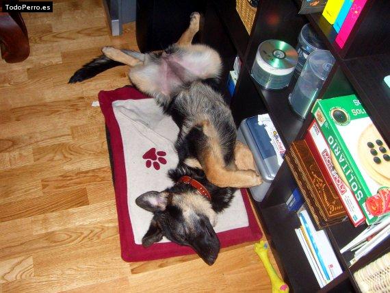 La foto del perro