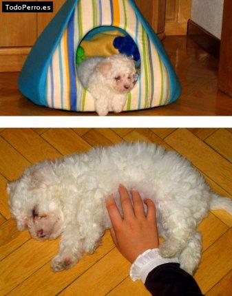 La foto del perro