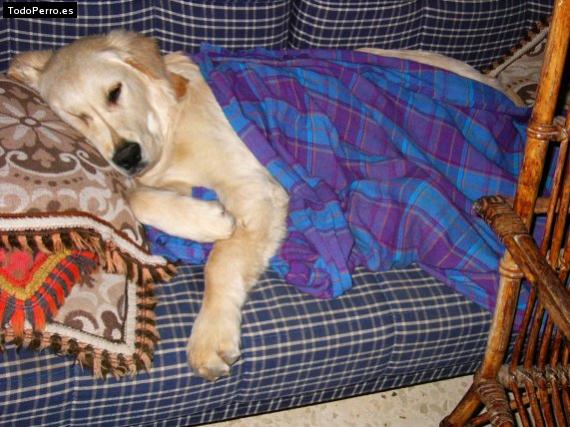 La foto del perro