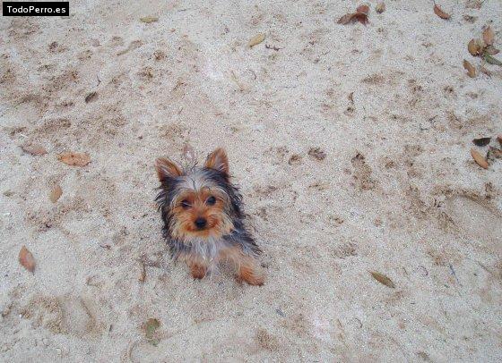 La foto del perro