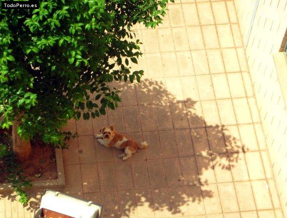 La foto del perro