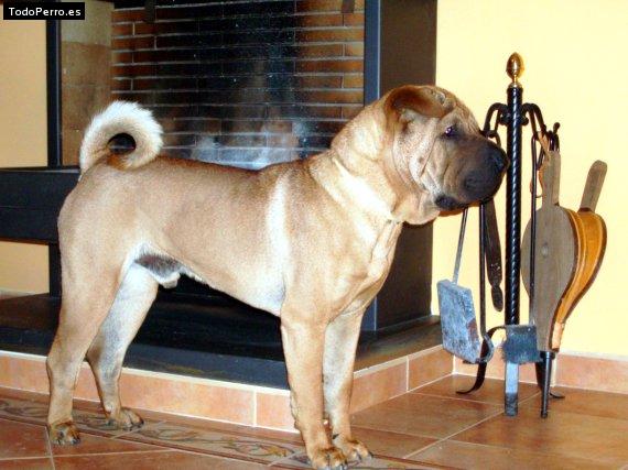 La foto del perro