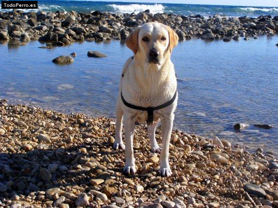 La foto del perro