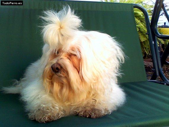 La foto del perro