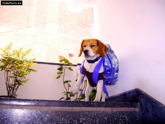La foto del perro