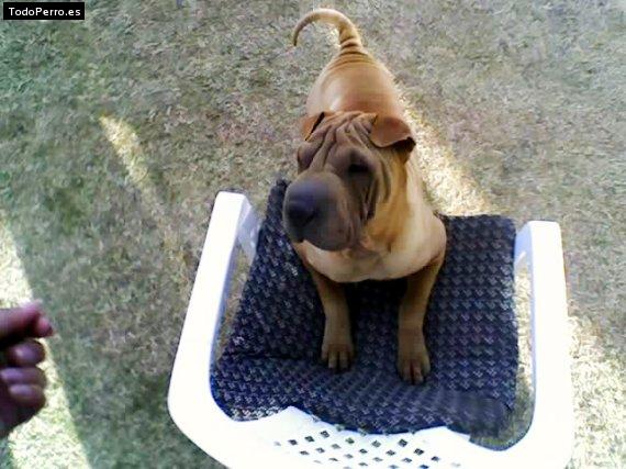 La foto del perro