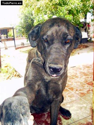 La foto del perro