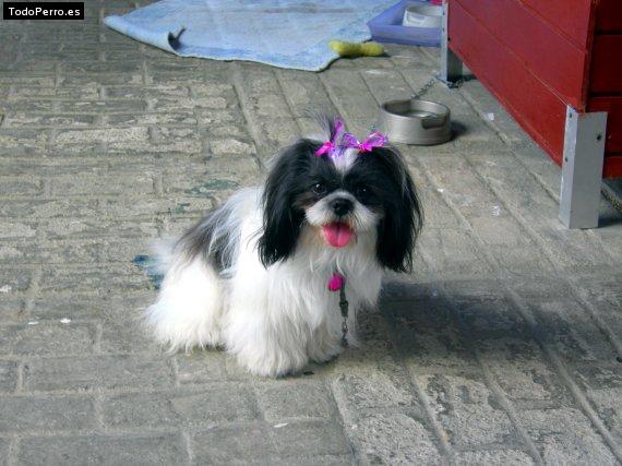 La foto del perro
