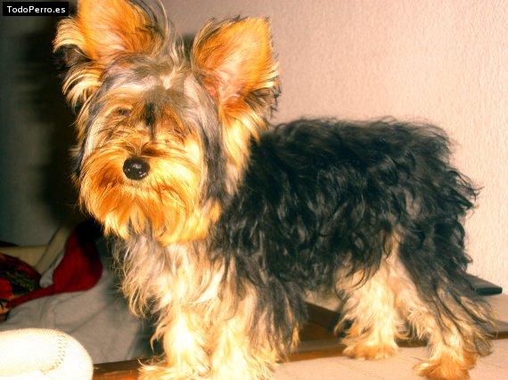 La foto del perro