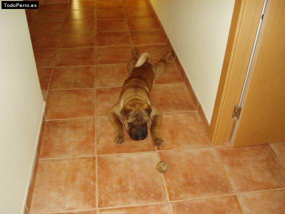 La foto del perro