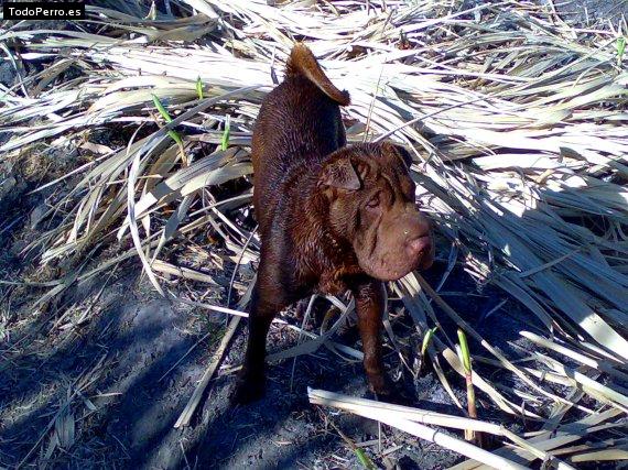 La foto del perro