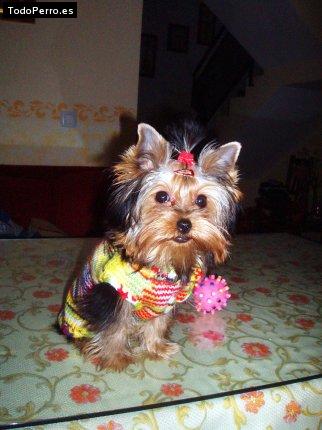 La foto del perro