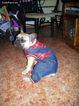 La foto del perro