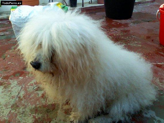 La foto del perro