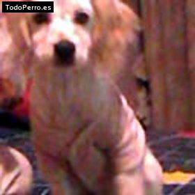 Foto del perro Mia