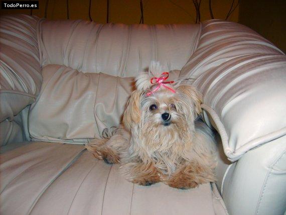 La foto del perro